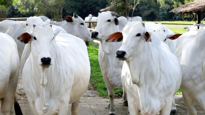 Relatório de Diagnóstico de Gestação: Fazenda Cachoeira destaca sucesso com embriões a fresco