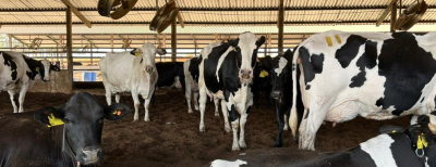 Fazenda Mato Grosso: É referência na produção de leite em Minas Gerais