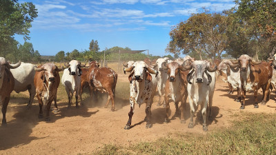 Fazenda Salobo atinge 57% de taxa de gestação com embriões e reforça os benefícios da TE